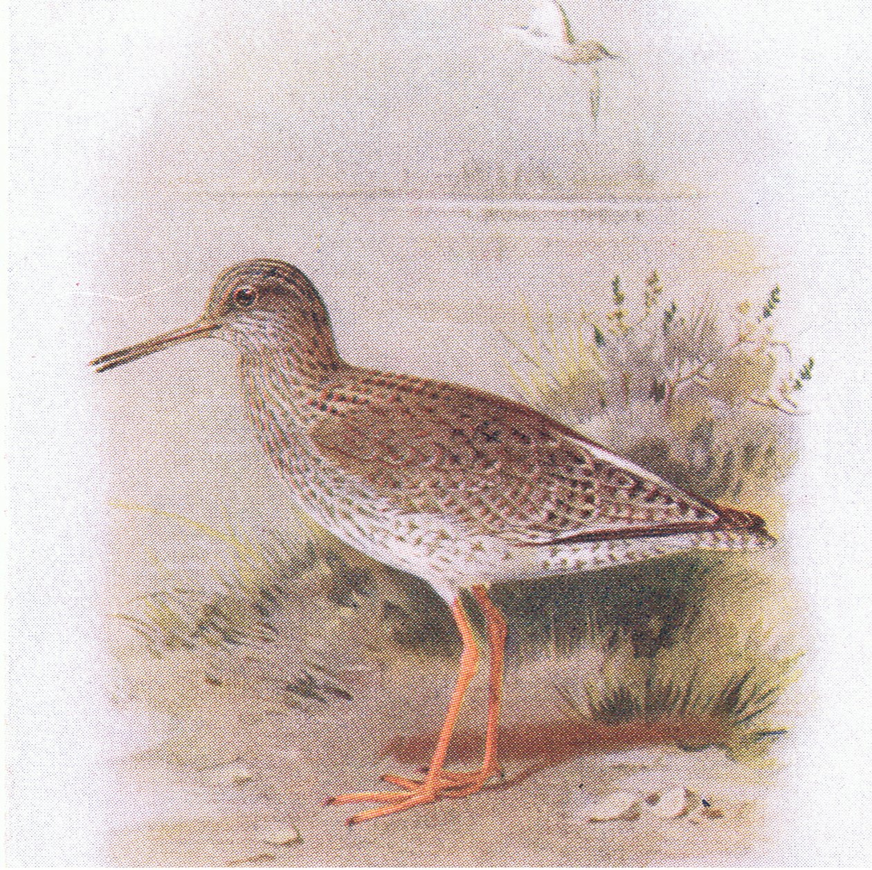 Redshank, de aves das ilhas britânicas e seus ovos publicado por Frederick Warne & Co Ltd, 1958 de Archibald Thorburn