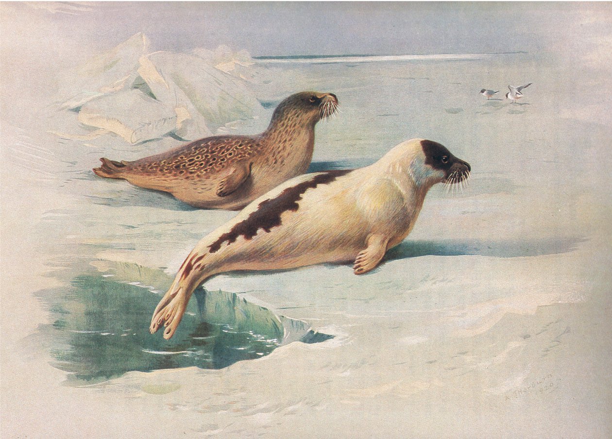 Selo de Arame e Selo de Harpa, de Thorburns Mammals publicado por Longmans and Co, c. 1920 de Archibald Thorburn