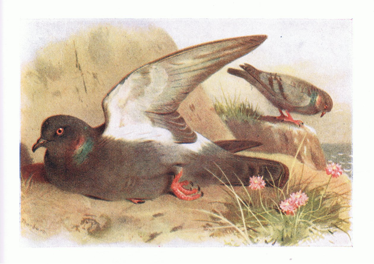 Rock Dove, de Aves das Ilhas Britânicas e seus Ovos publicado por Frederick Warne & Co Ltd, 1958 de Archibald Thorburn