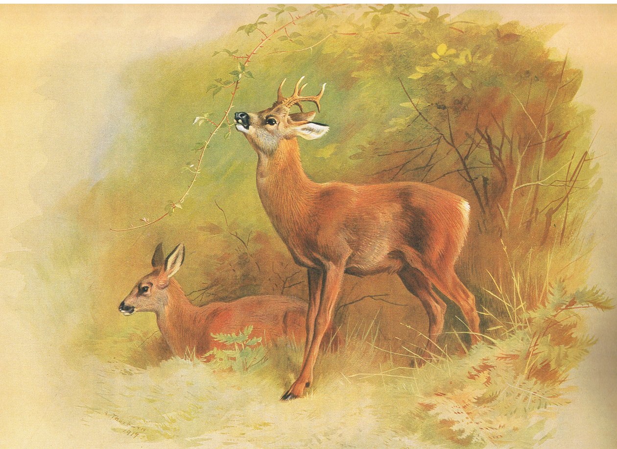 Roe Deer, from thorburns Mammals publicado por Longmans and Co, c. 1920 de Archibald Thorburn