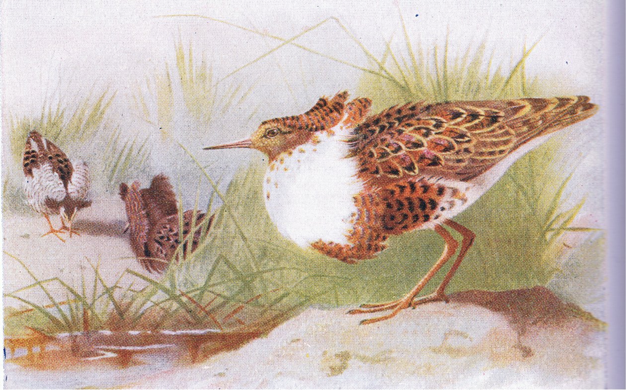 Ruffs e Reeves, de pássaros das ilhas britânicas e seus ovos publicados por Frederick Warne & Co Ltd, 1958 de Archibald Thorburn