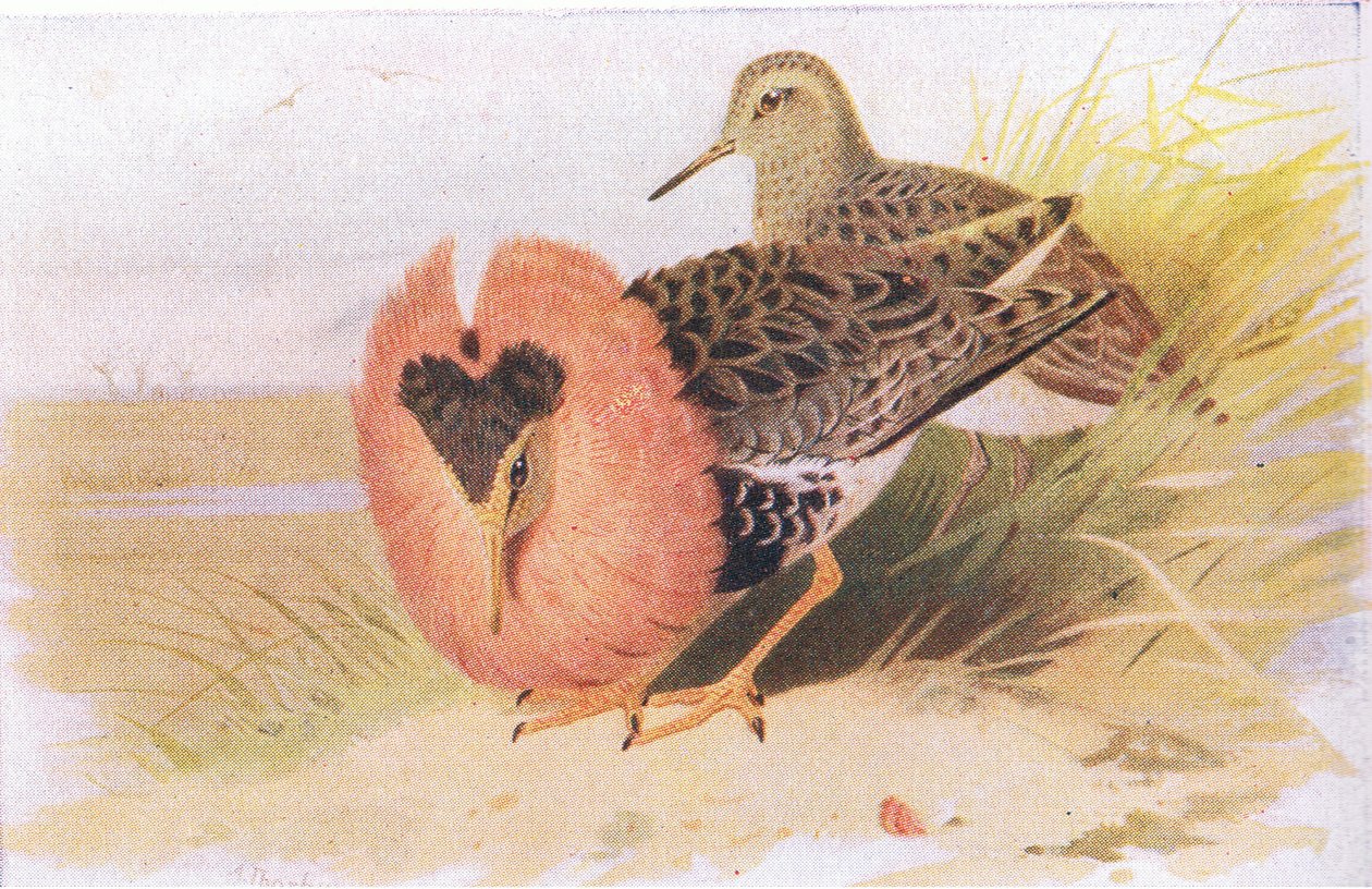 Ruffs e Reeves, de pássaros das ilhas britânicas e seus ovos publicados por Frederick Warne & Co Ltd, 1958 de Archibald Thorburn