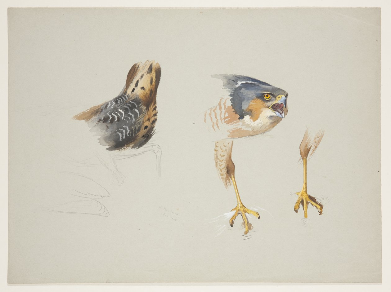 Alcatra de ave pernalta e cabeça e pernas de pardal, c.1915 (aguarela e corpinho sobre lápis sobre papel) de Archibald Thorburn