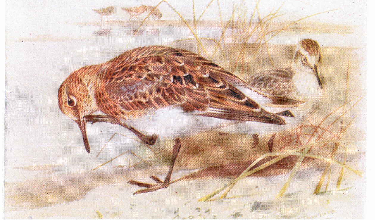 Sanderling, de aves das ilhas britânicas e seus ovos publicados por Frederick Warne & Co Ltd, 1958 de Archibald Thorburn