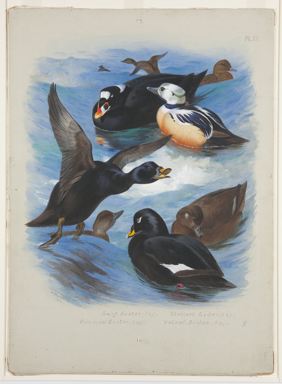 Scoters and stellers eider, c.1915 (aquarela e cor de corpo sobre lápis sobre papel) de Archibald Thorburn