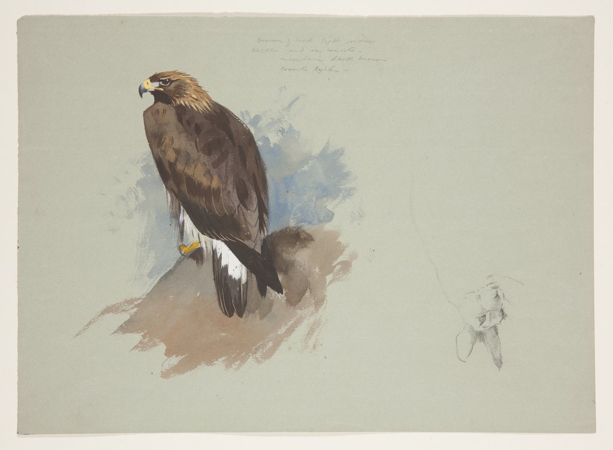 Águia marinha e desenho a lápis de coelho, c.1915 (aquarela e cor de corpo sobre lápis sobre papel) de Archibald Thorburn