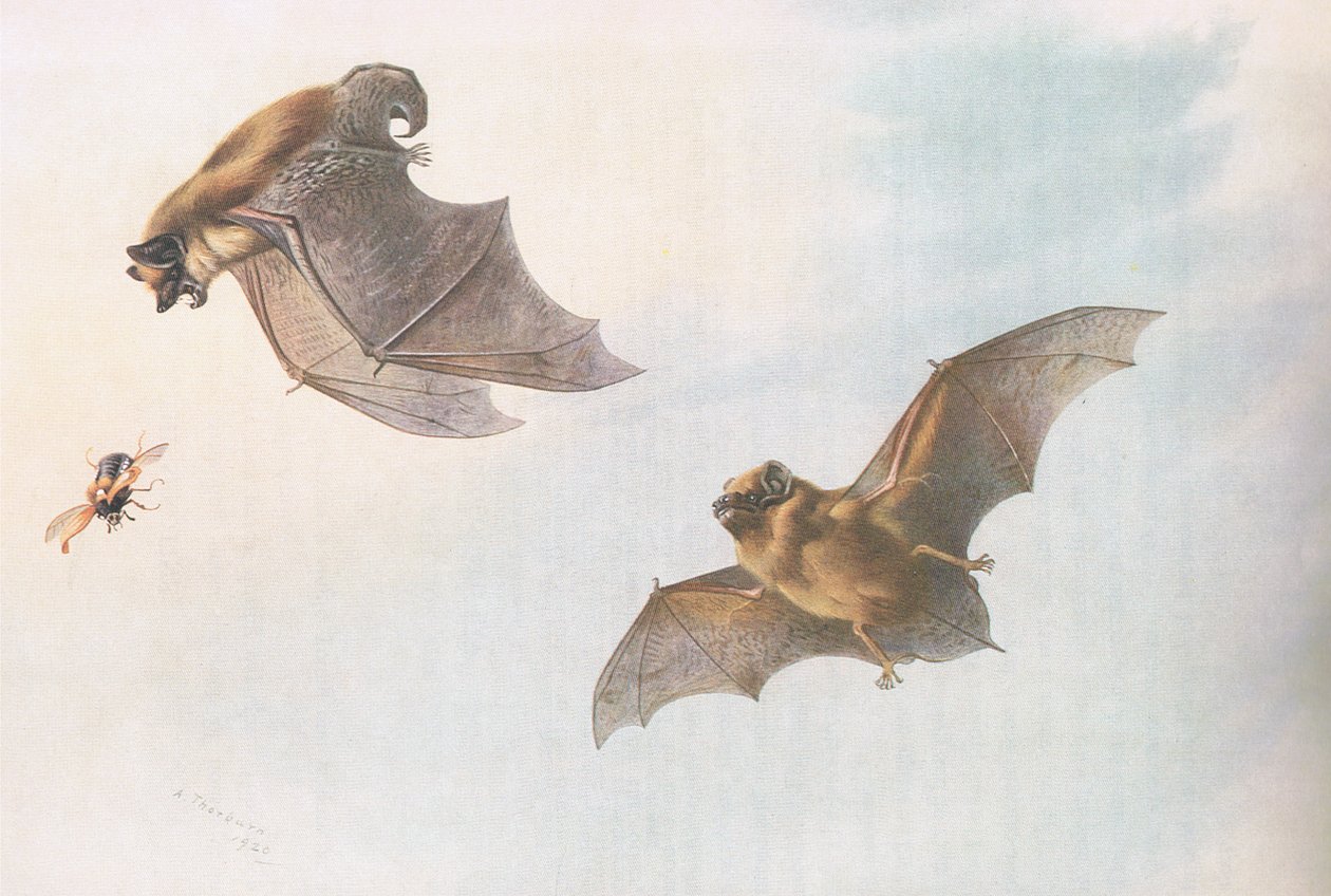 Serotine e Leislers Bat, de Thorburns Mammals publicado por Longmans and Co, c. 1920 de Archibald Thorburn