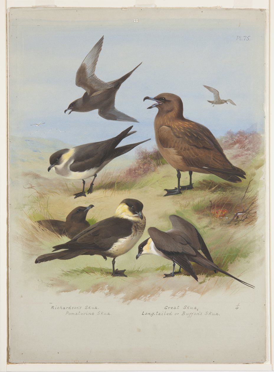 Skuas, c.1915 (aquarela e cor de corpo sobre lápis sobre papel) de Archibald Thorburn