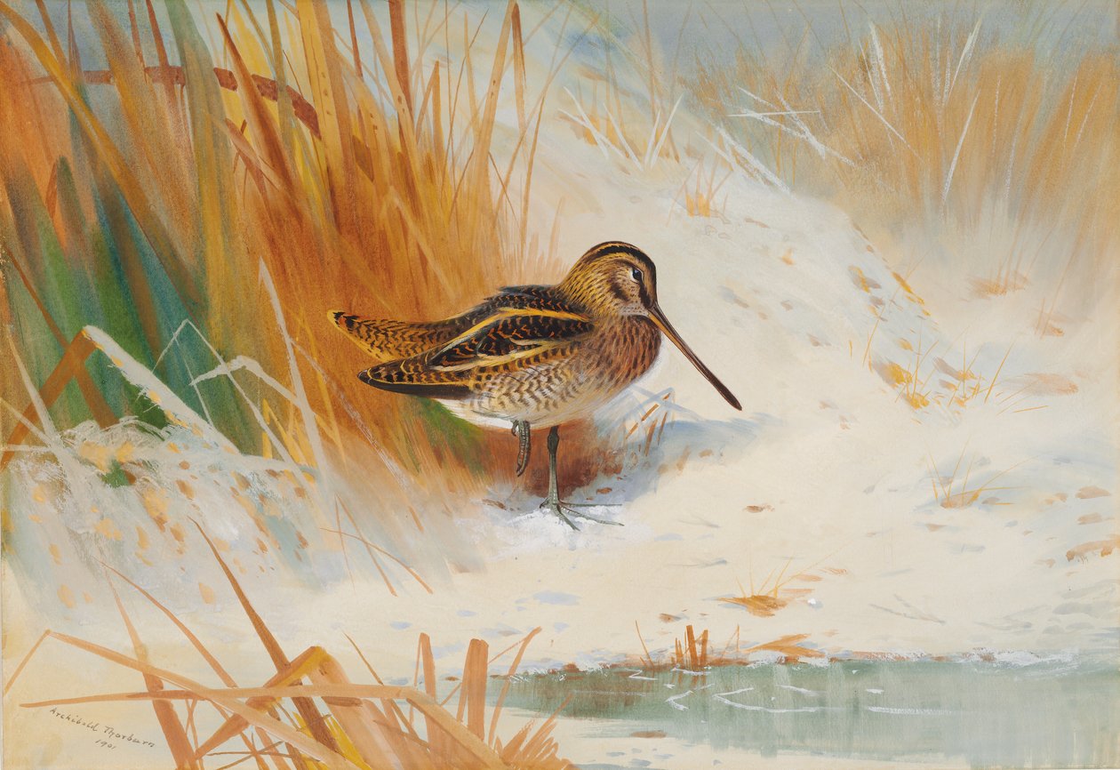 Snipe nos juncos de Archibald Thorburn