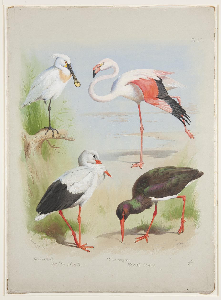 Spoonbill, flamingo e storke, c.1915 (aquarela e cor de corpo sobre lápis sobre papel) de Archibald Thorburn