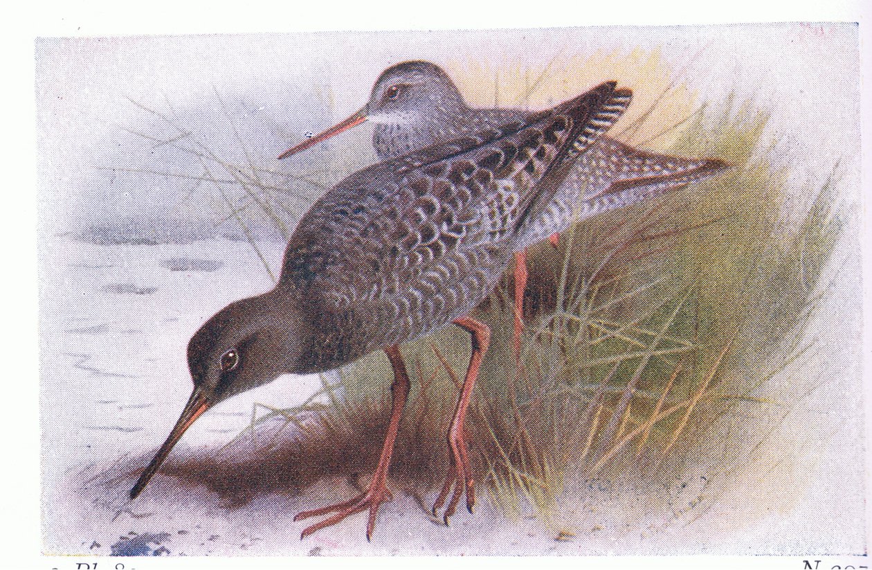 Redshank manchado, dos pássaros das ilhas britânicas e seus ovos publicados por Frederick Warne & Co Ltd, 1958 de Archibald Thorburn