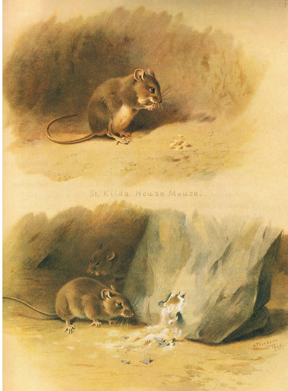 Rato Doméstico de St Kilda e Rato Comum, de Thorburns Mammals publicado por Longmans and Co, c. 1920 de Archibald Thorburn
