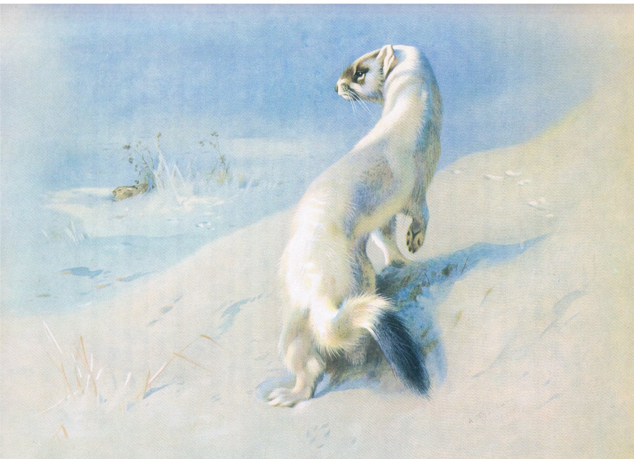 Arminho de Archibald Thorburn