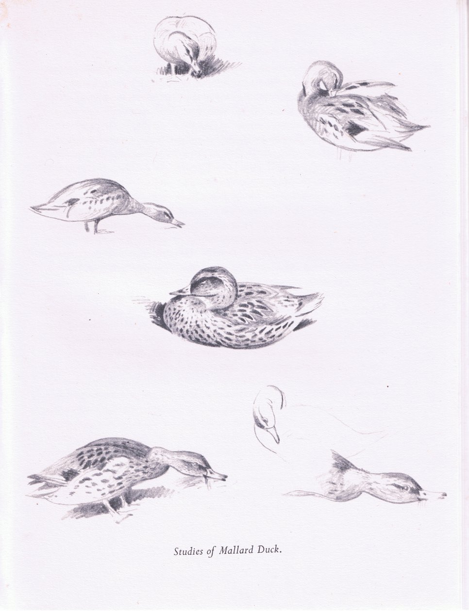 Estudos de Patos Mallard, 1938 de Archibald Thorburn