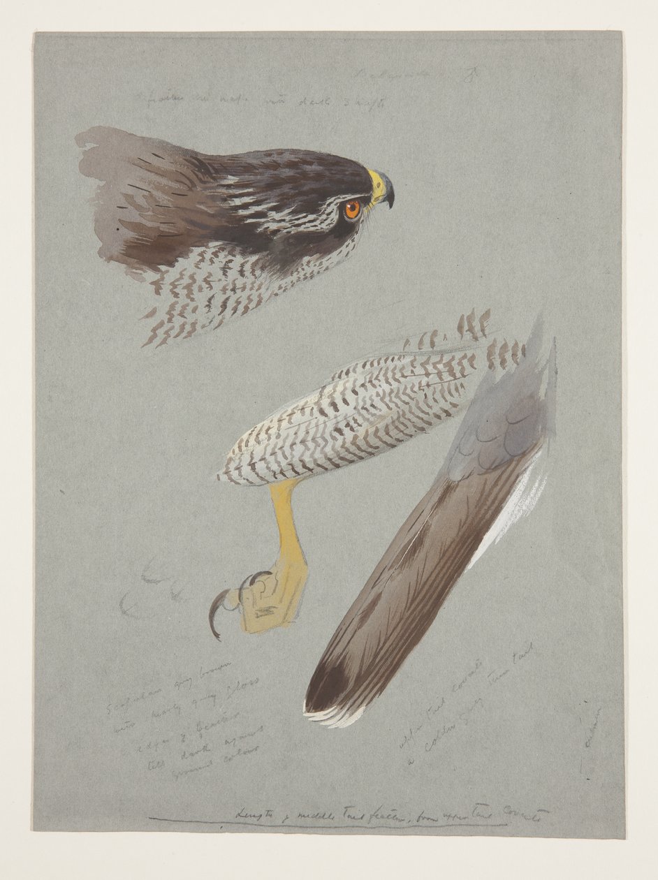 Estudos de cabeça, pé e asa de goshawk masculino, c.1915 (aguarela e corpinho sobre lápis sobre papel) de Archibald Thorburn
