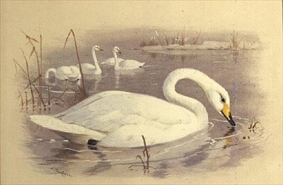 Cisnes na Água de Archibald Thorburn