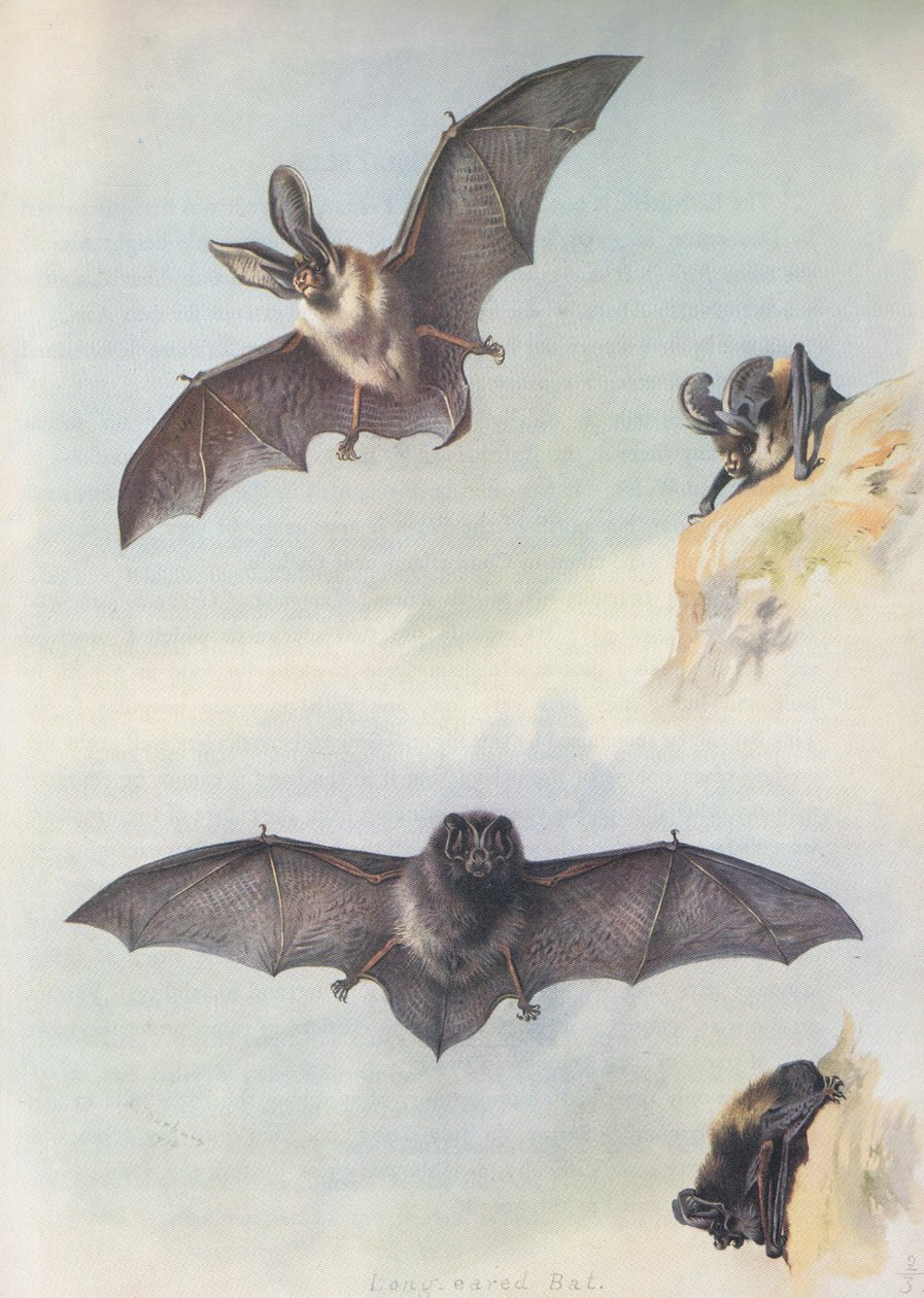 O Barbastelle de Archibald Thorburn