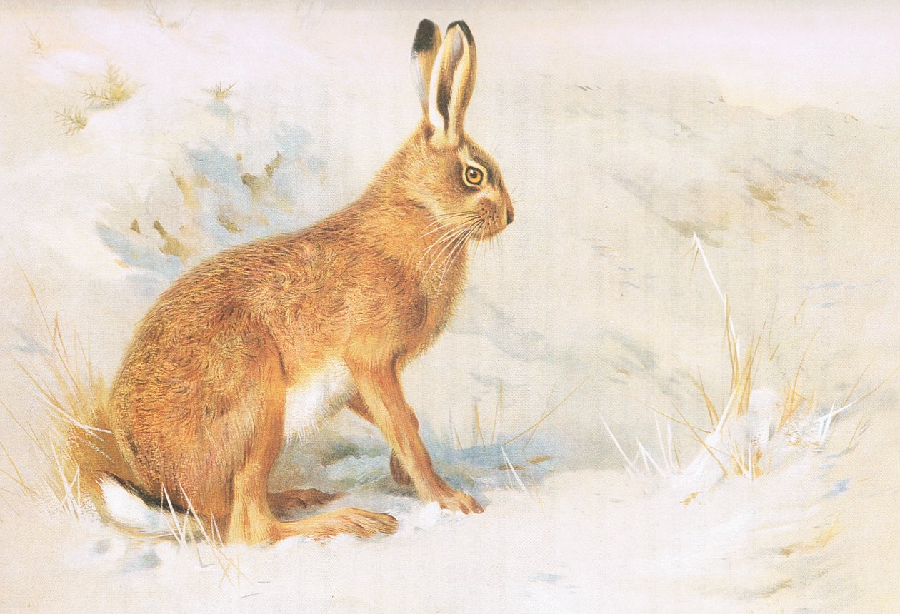 The Common Hare, de Thorburns Mammals, publicado por Longmans and Co, c. 1920 de Archibald Thorburn