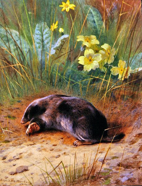 O Lunático Comum de Archibald Thorburn