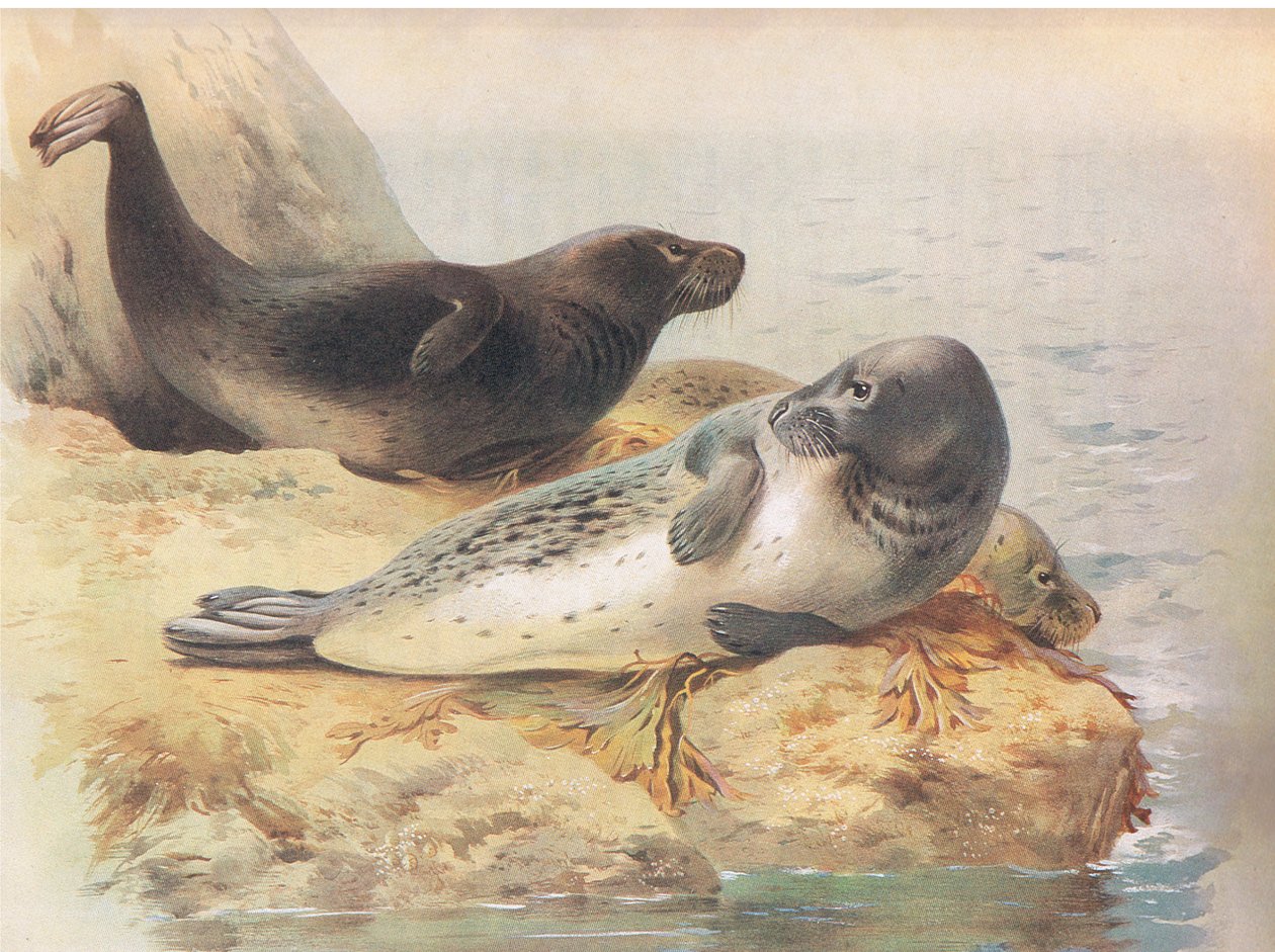 The Grey Seal, de Thorburns Mammals, publicado por Longmans and Co, c. 1920 de Archibald Thorburn