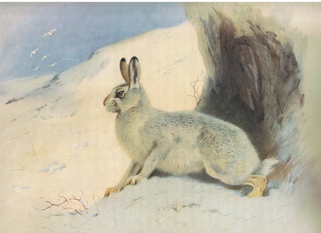 The Mountain Hare no inverno, de Thorburns Mammals publicado por Longmans and Co, c. 1920 de Archibald Thorburn