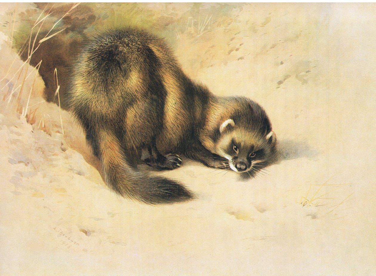 O Polecat, dos Mamíferos de Thorburn, publicado por Longmans and Co, c. 1920 de Archibald Thorburn