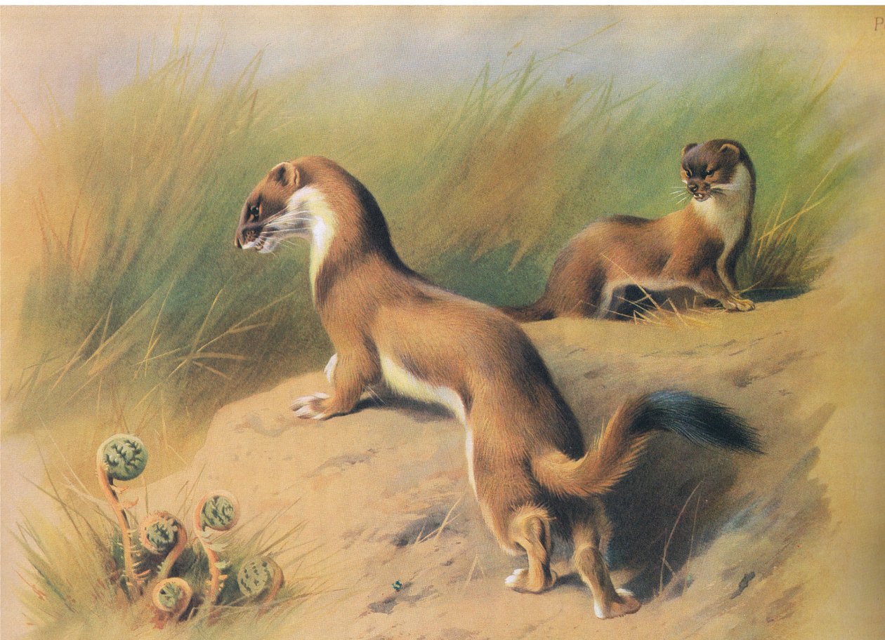 O Stoat, de Thorburns Mammals, publicado por Longmans and Co, c. 1920 de Archibald Thorburn