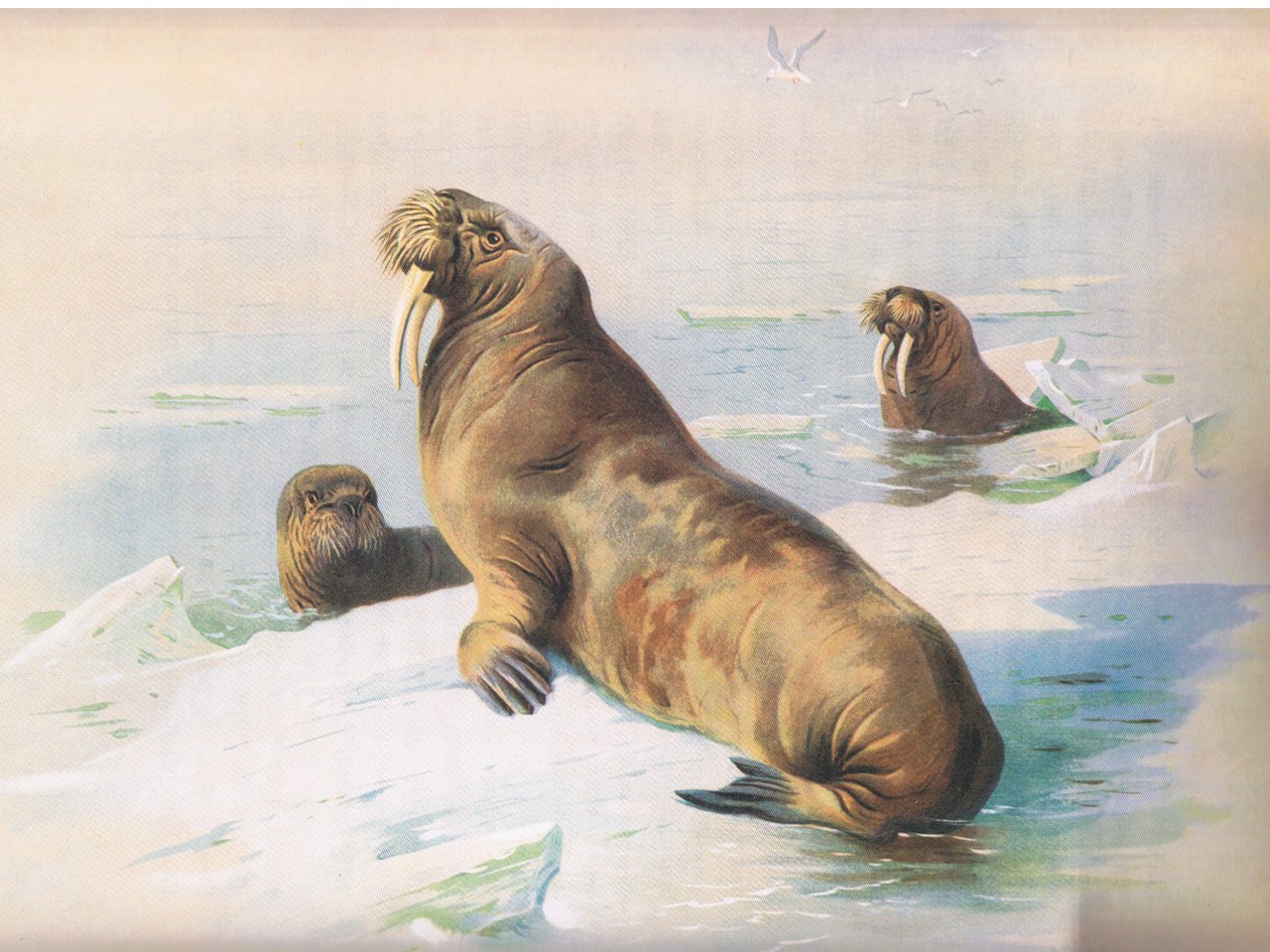 The Walrus, de Thorburns Mammals, publicado por Longmans and Co, c. 1920 de Archibald Thorburn
