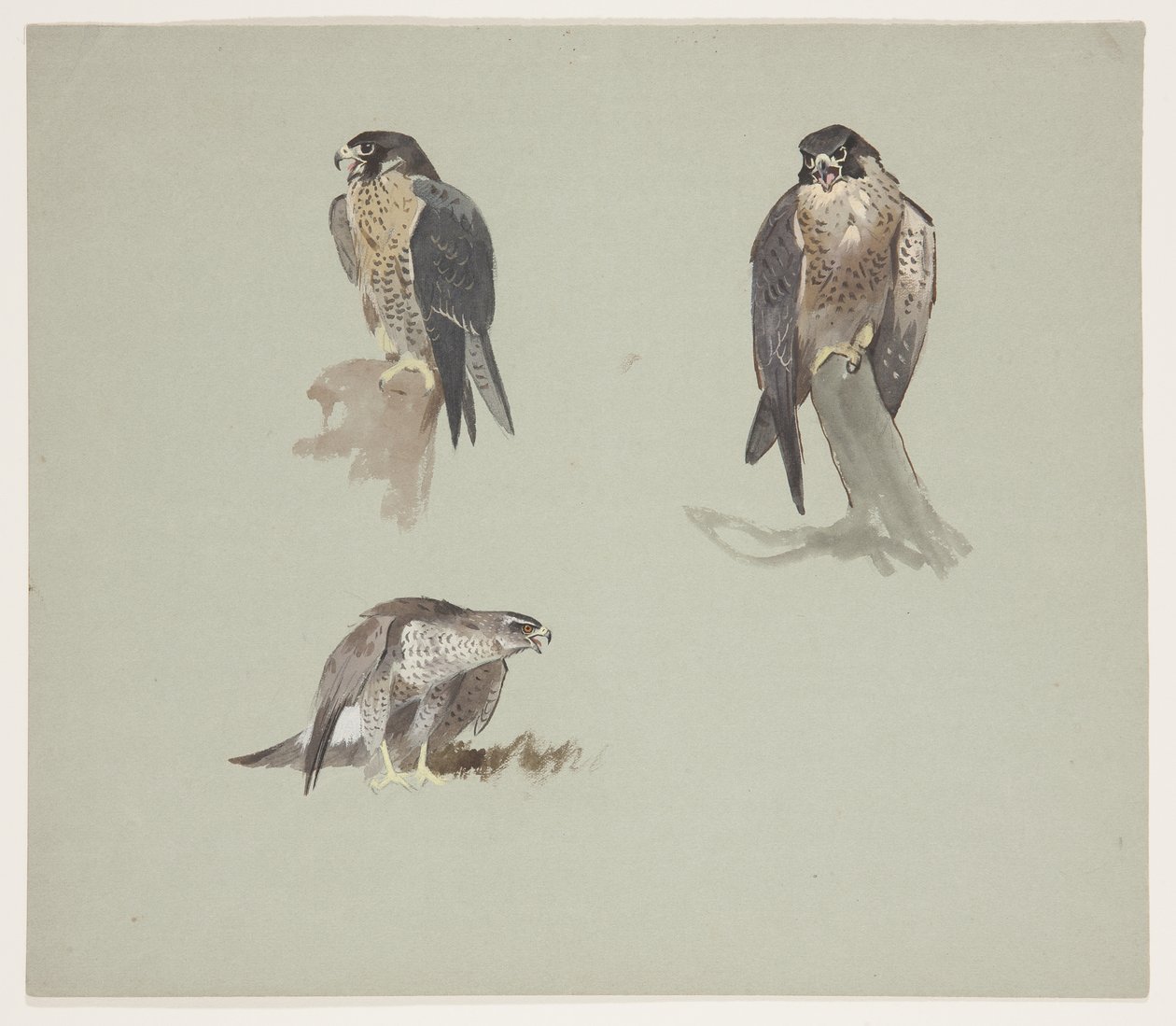 Esboços de três cores de peregrino masculino, c.1915 (aquarela e cor de corpo sobre lápis sobre papel) de Archibald Thorburn