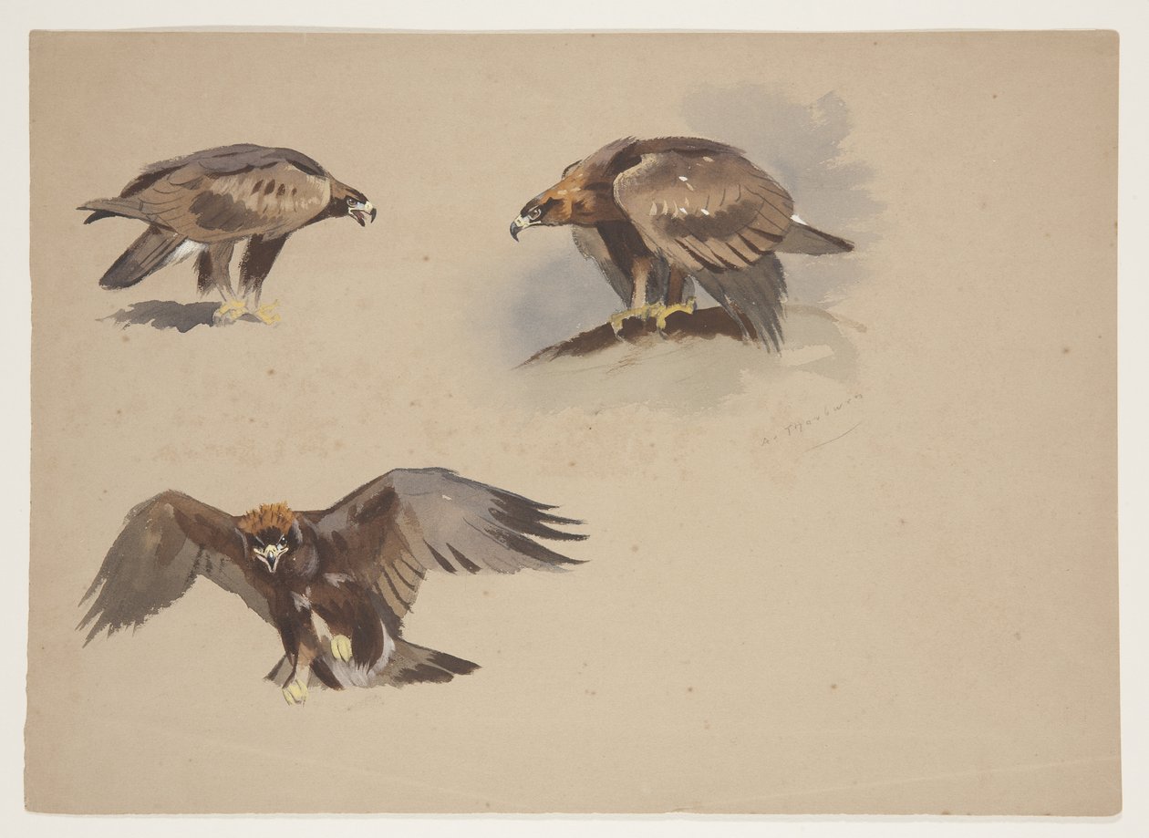 Três pequenos esboços de uma águia dourada, c.1915 (aguarela e cor de corpo sobre lápis sobre papel) de Archibald Thorburn