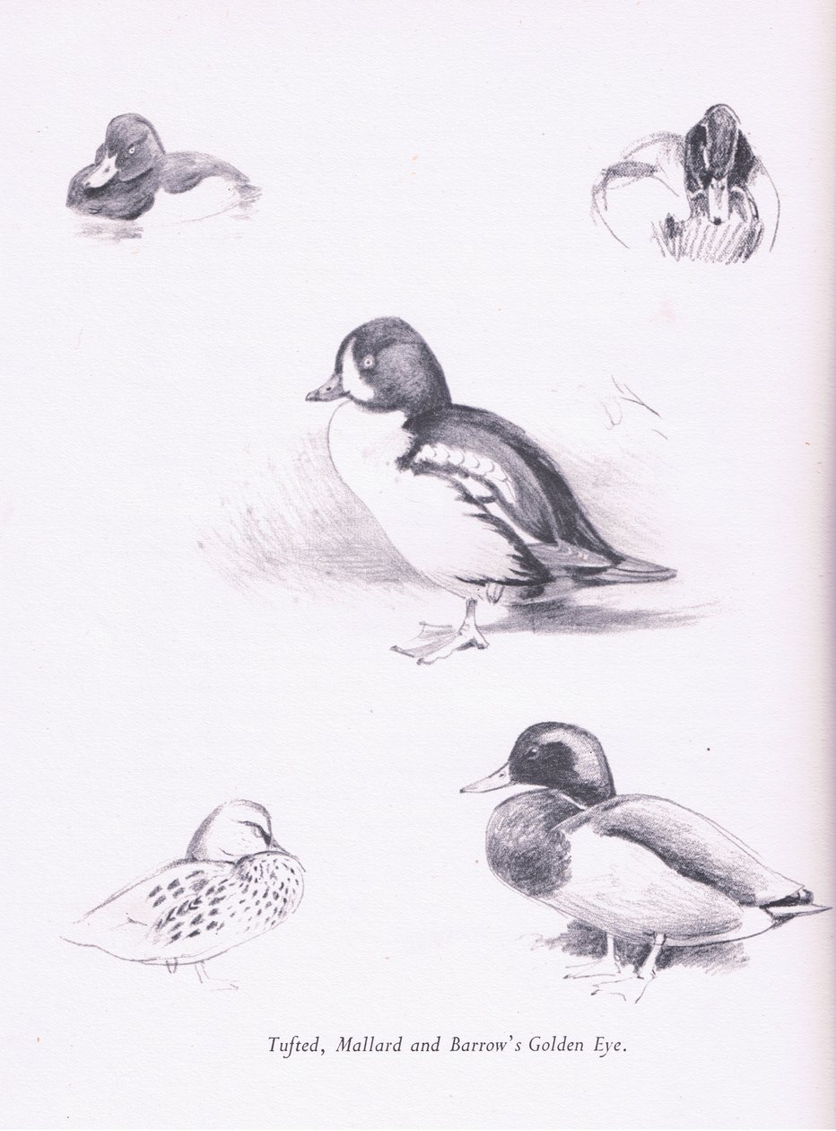 Patos adornados, patos selvagens, Goldeneye Barrows, 1938 de Archibald Thorburn