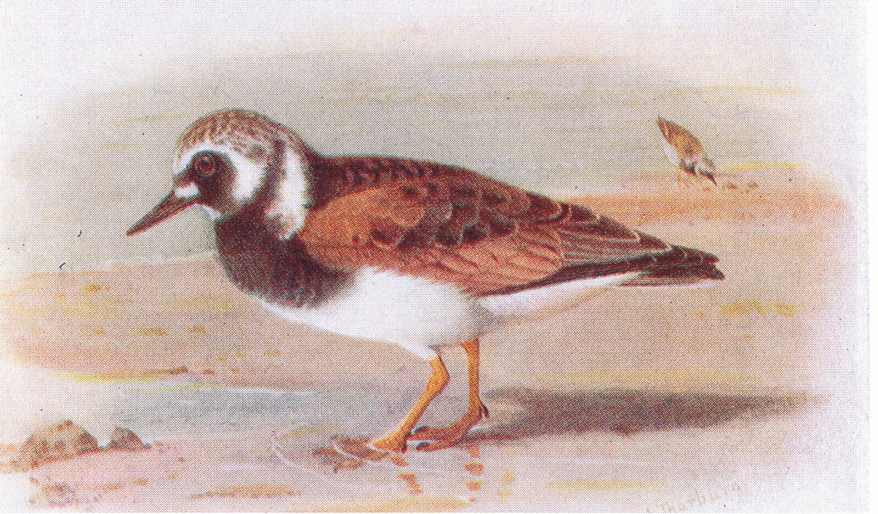 Turnstone, de pássaros das ilhas britânicas e seus ovos publicados por Frederick Warne & Co Ltd, 1958 de Archibald Thorburn