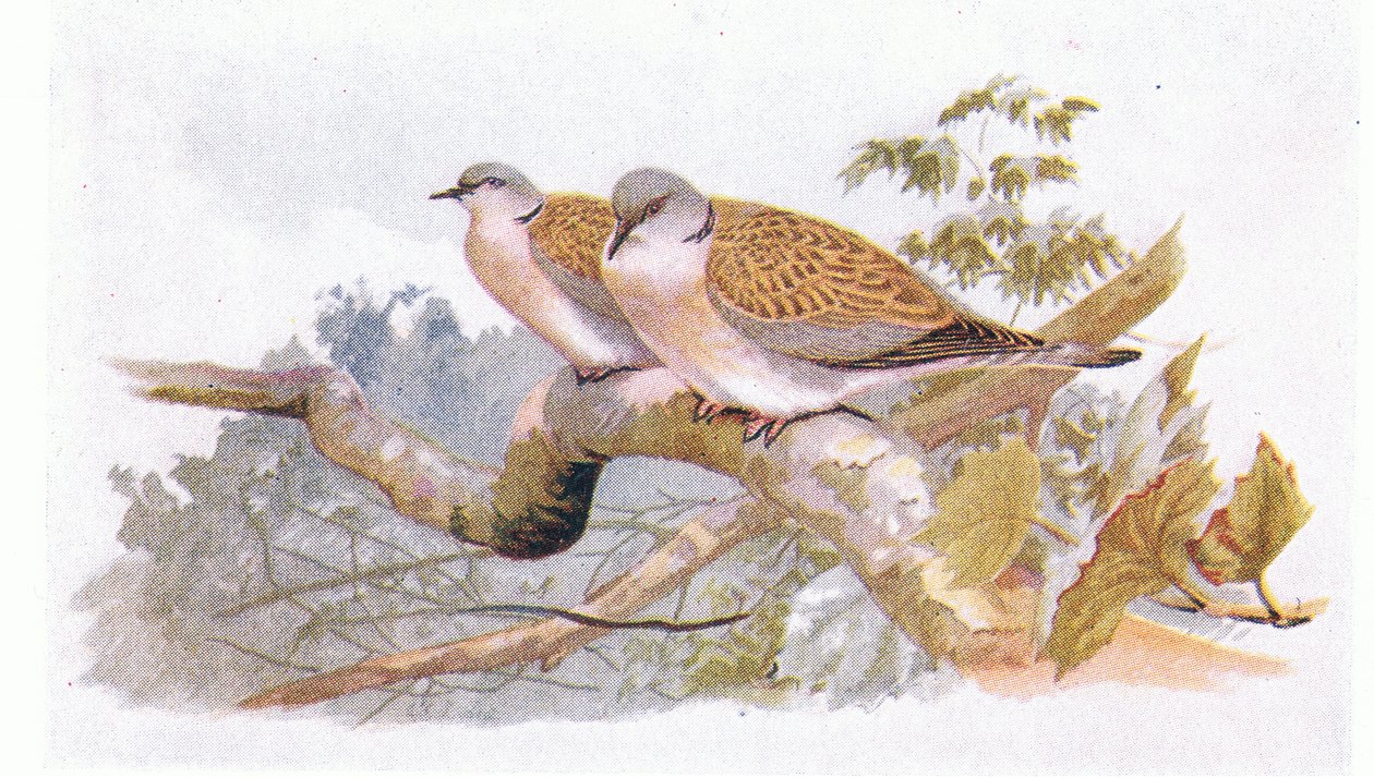 Pomba de tartaruga, de pássaros das ilhas britânicas e seus ovos publicados por Frederick Warne & Co Ltd, 1958 de Archibald Thorburn