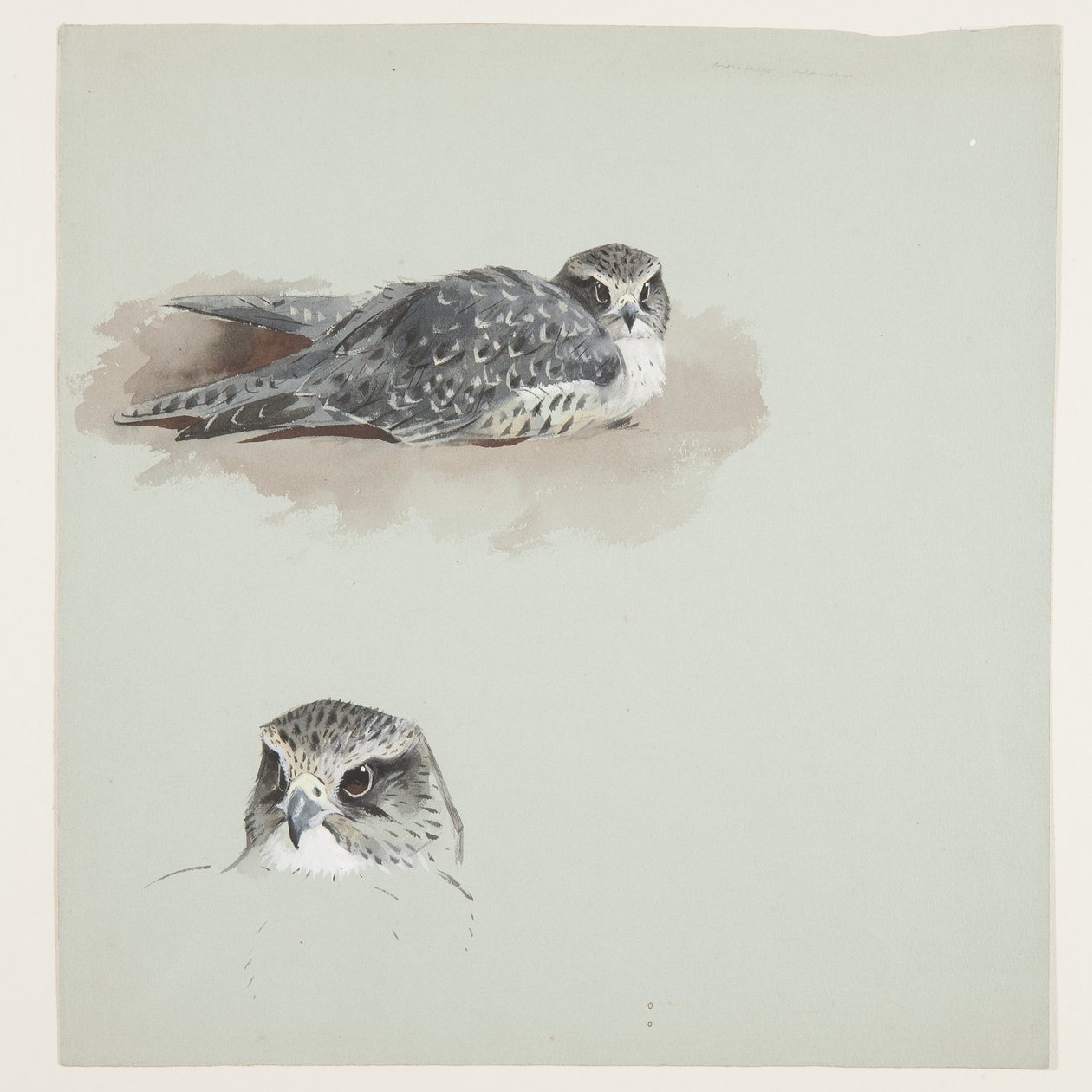 Dois desenhos a cores de merlin, c.1915 (aguarela e cor de corpo sobre lápis sobre papel) de Archibald Thorburn