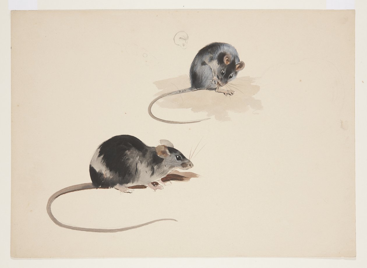 Dois estudos de rato preto, c.1915 (aquarela e cor de corpo sobre lápis sobre papel) de Archibald Thorburn