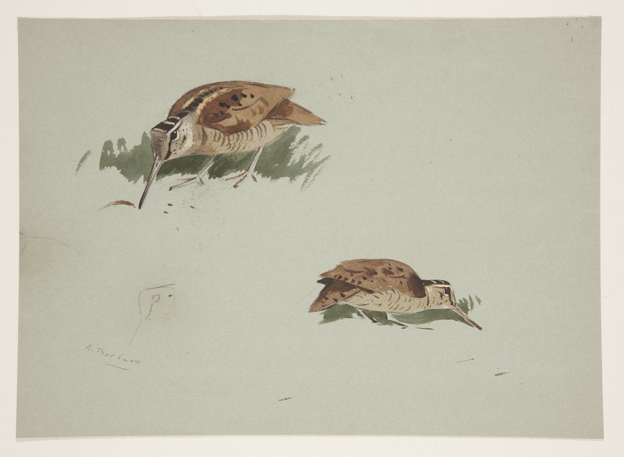 Duas vinhetas de galinhola, c.1915 (aguarela e cor de corpo sobre lápis sobre papel) de Archibald Thorburn