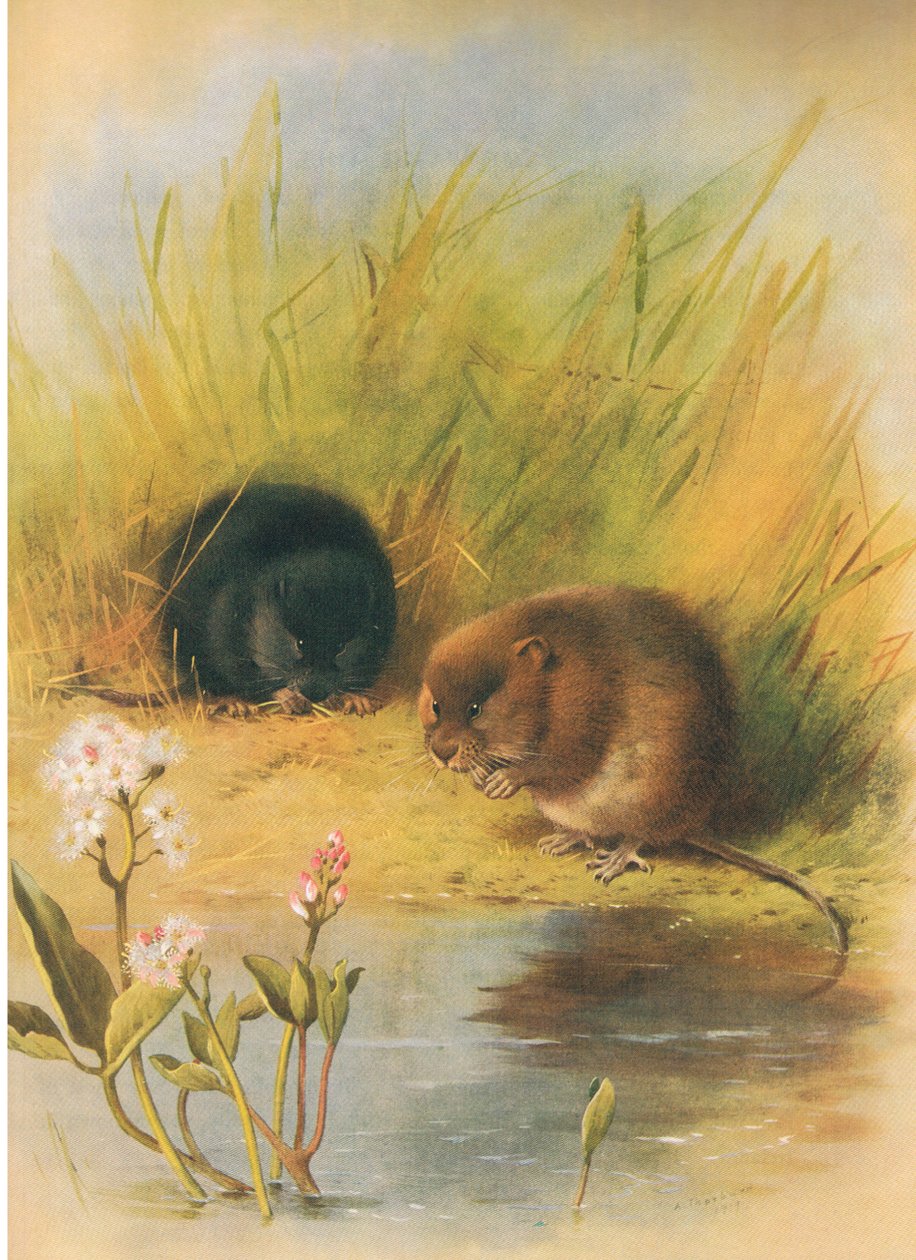 Ratazana da água, dos mamíferos de Thorburn publicada por Longmans e Co, c. 1920 de Archibald Thorburn