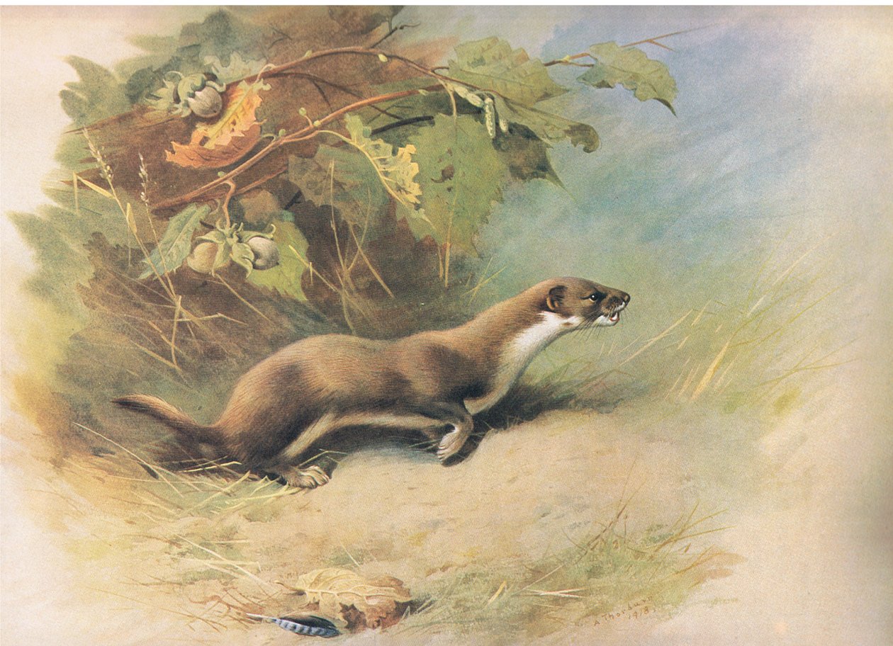 Weasel, de Thorburns Mammals, publicado por Longmans and Co, c. 1920 de Archibald Thorburn
