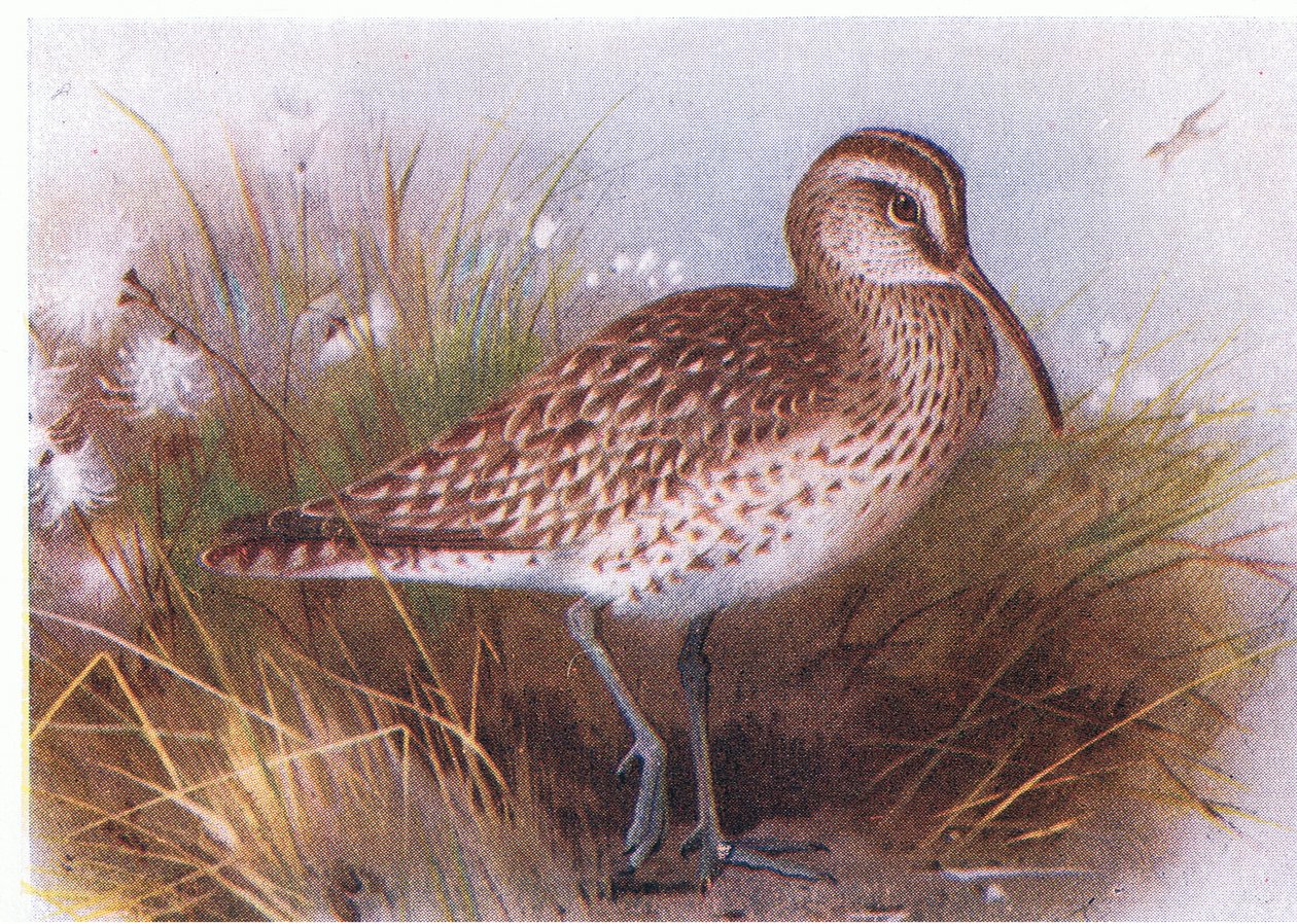 Whimbrel, de aves das ilhas britânicas e seus ovos publicados por Frederick Warne & Co Ltd, 1958 de Archibald Thorburn