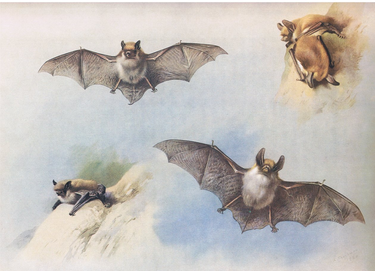 Bastão Suado e Bastão de Bechstein, dos Mamíferos de Thorburn, publicado por Longmans and Co, c. 1920 de Archibald Thorburn