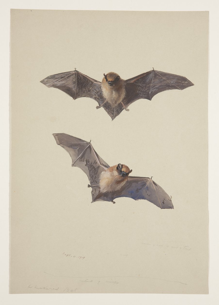 Morcego bigode, c.1915 (aguarela e cor de corpo sobre lápis sobre papel) de Archibald Thorburn