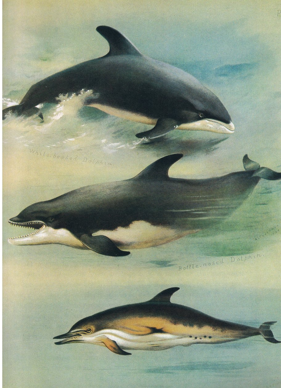 Golfinho Beake Branco, Golfinho Nariz de Garrafa e Golfinho Comum, de Mamíferos de Thorburn publicado por Longmans and Co, c. 1920 de Archibald Thorburn