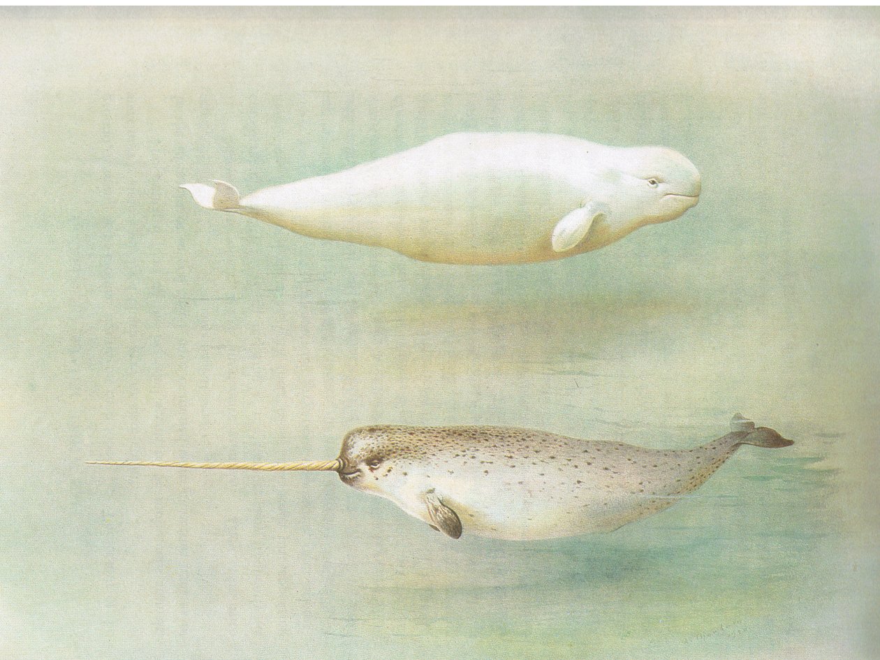 White Whale and Narwhal, de Thorburns Mammals, publicado por Longmans and Co, c. 1920 de Archibald Thorburn