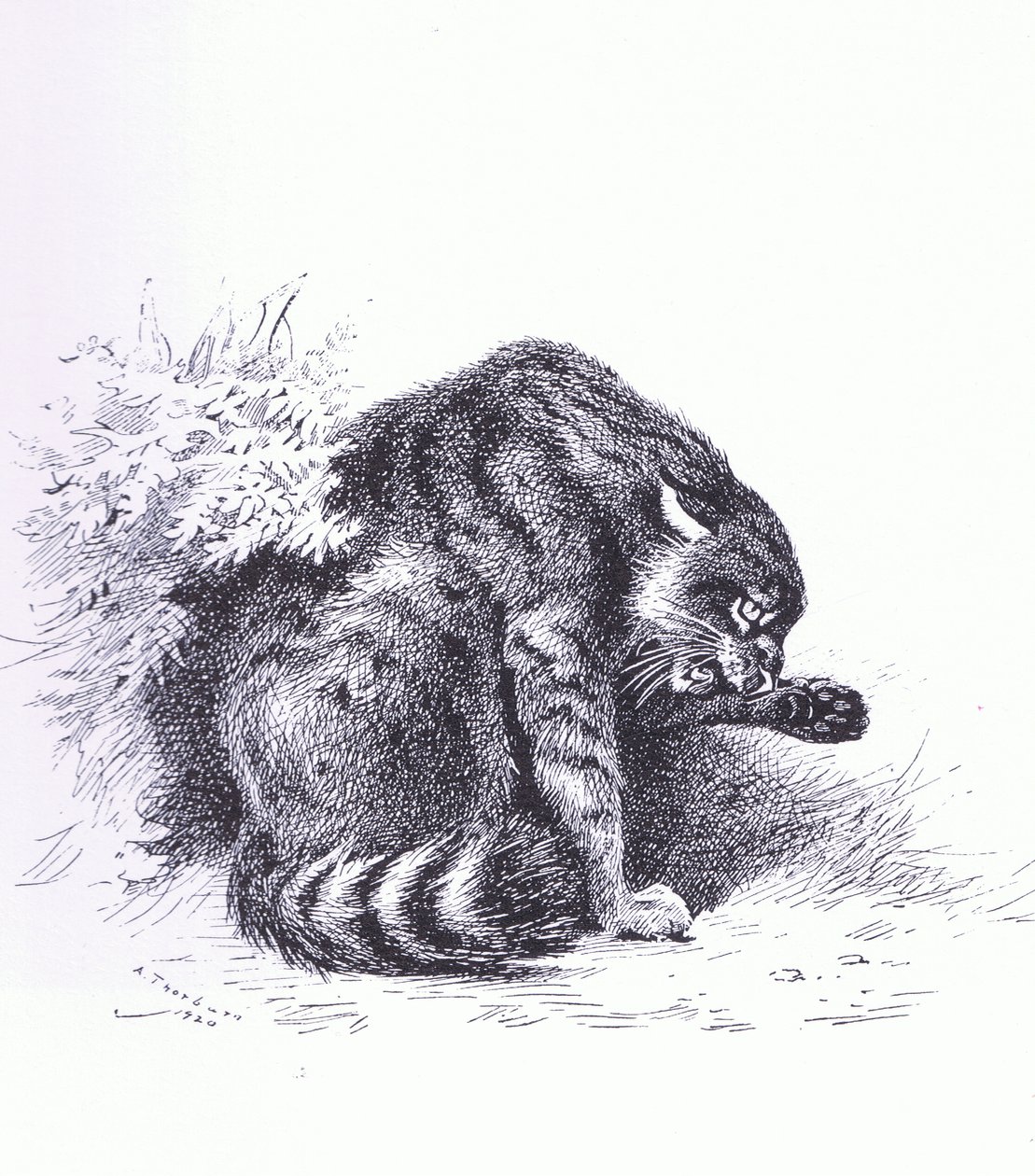 Wildcat, pub. por Book Club Associates de Archibald Thorburn
