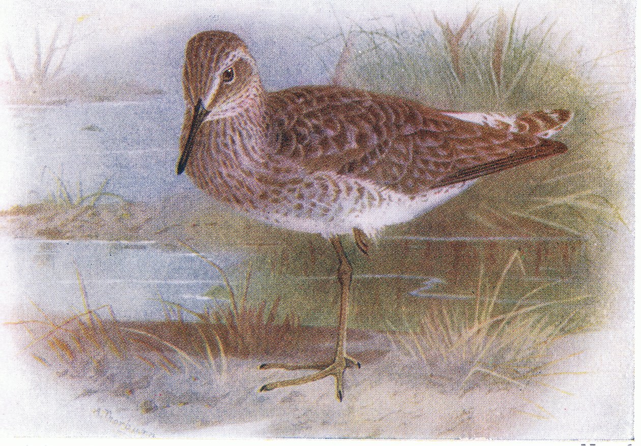 Wood Sandpiper, de aves das ilhas britânicas e seus ovos publicado por Frederick Warne & Co Ltd, 1958 de Archibald Thorburn