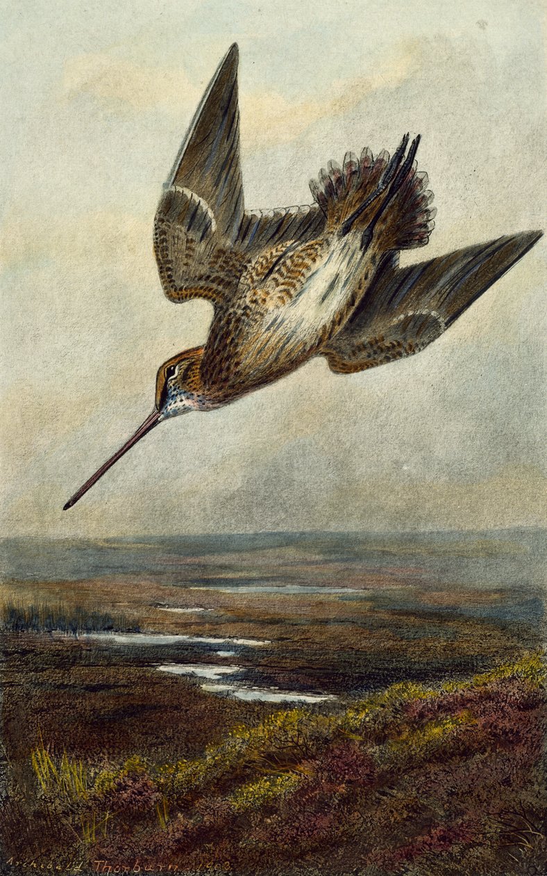 Woodcock de Archibald Thorburn
