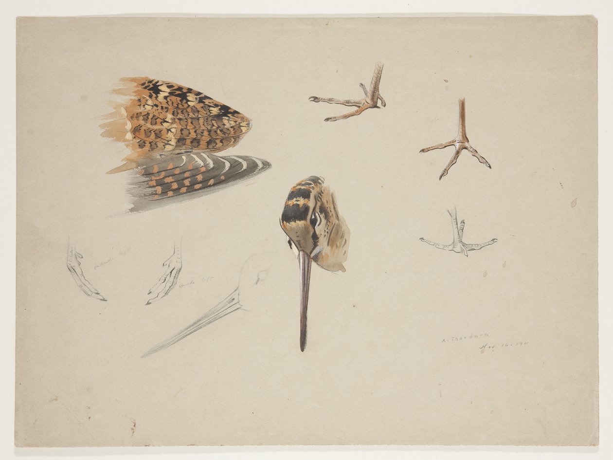 Bico, pés e asa de galinhola, c.1915 (aguarela e cor de corpo sobre lápis sobre papel) de Archibald Thorburn