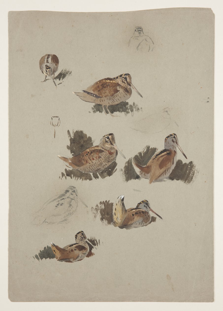 Woodcock, c.1915 (aguarela e cor de corpo sobre lápis sobre papel) de Archibald Thorburn