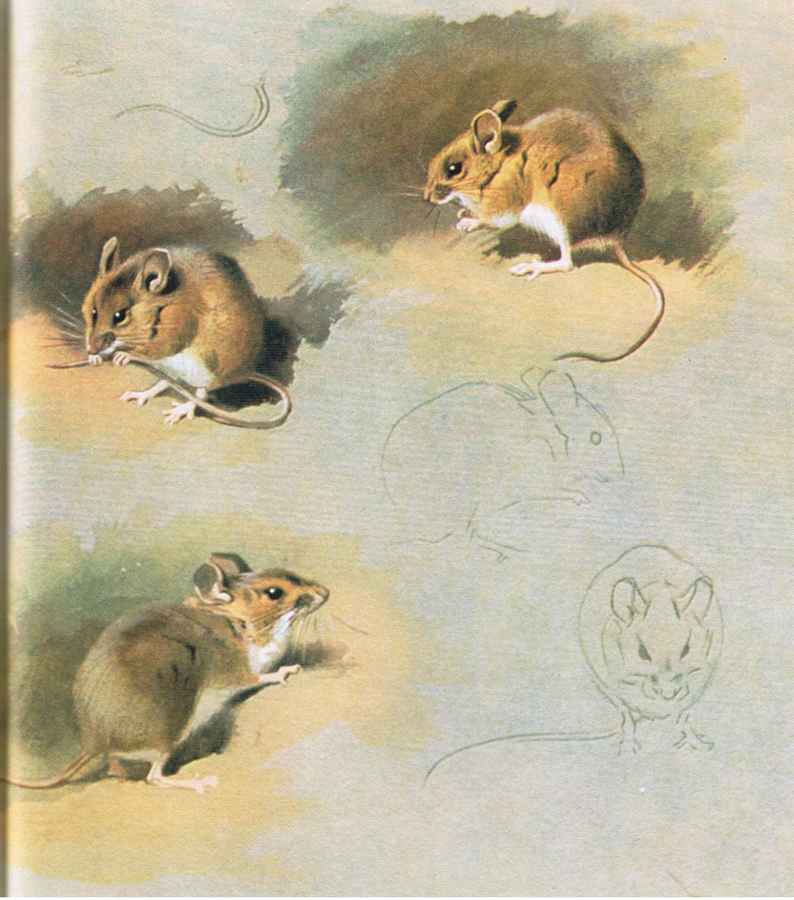 Woodmouse, pub. por Book Club Associates, 1972 de Archibald Thorburn