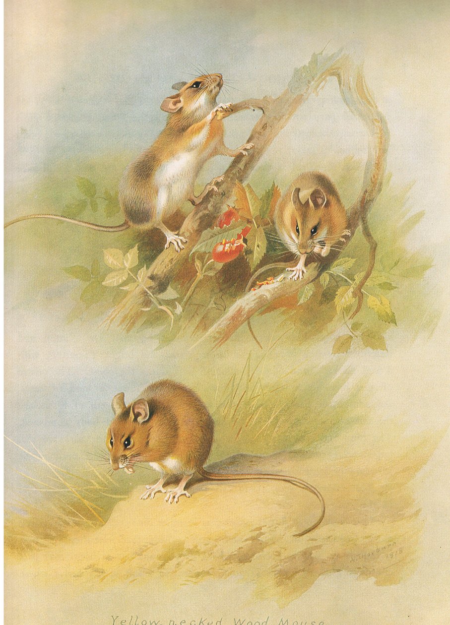 Mouse Necked Amarelo e St Kilda Woodmouse, de Thorburn "s Mammals publicado por Longmans e Co, c. 1920 de Archibald Thorburn
